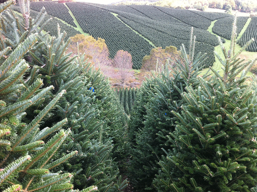 Christmas Tree Plantations