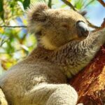 Wildlife Encounters: Unique Fauna and Flora on Senior Tours in New Zealand